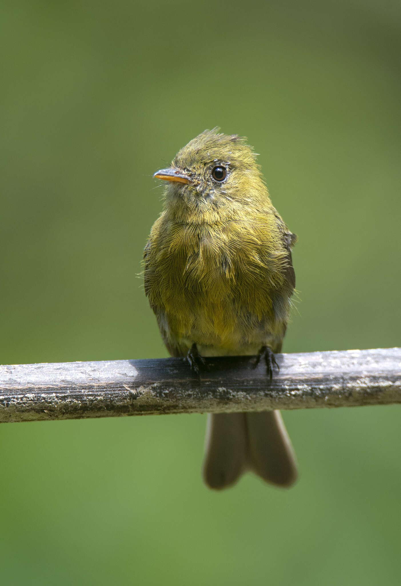 Image of Olive Flycatcher