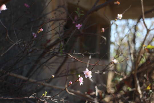 Prunus pogonostyla Maxim.的圖片