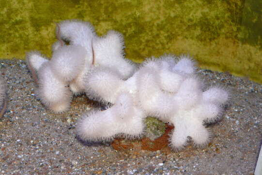 Imagem de Alcyonium digitatum Linnaeus 1758