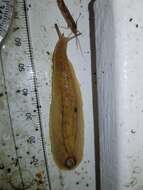 Image of Shelled slug