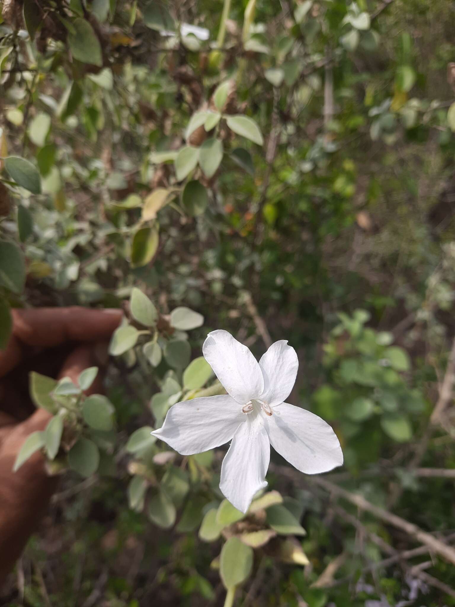 Imagem de Barleria longiflora L. fil.