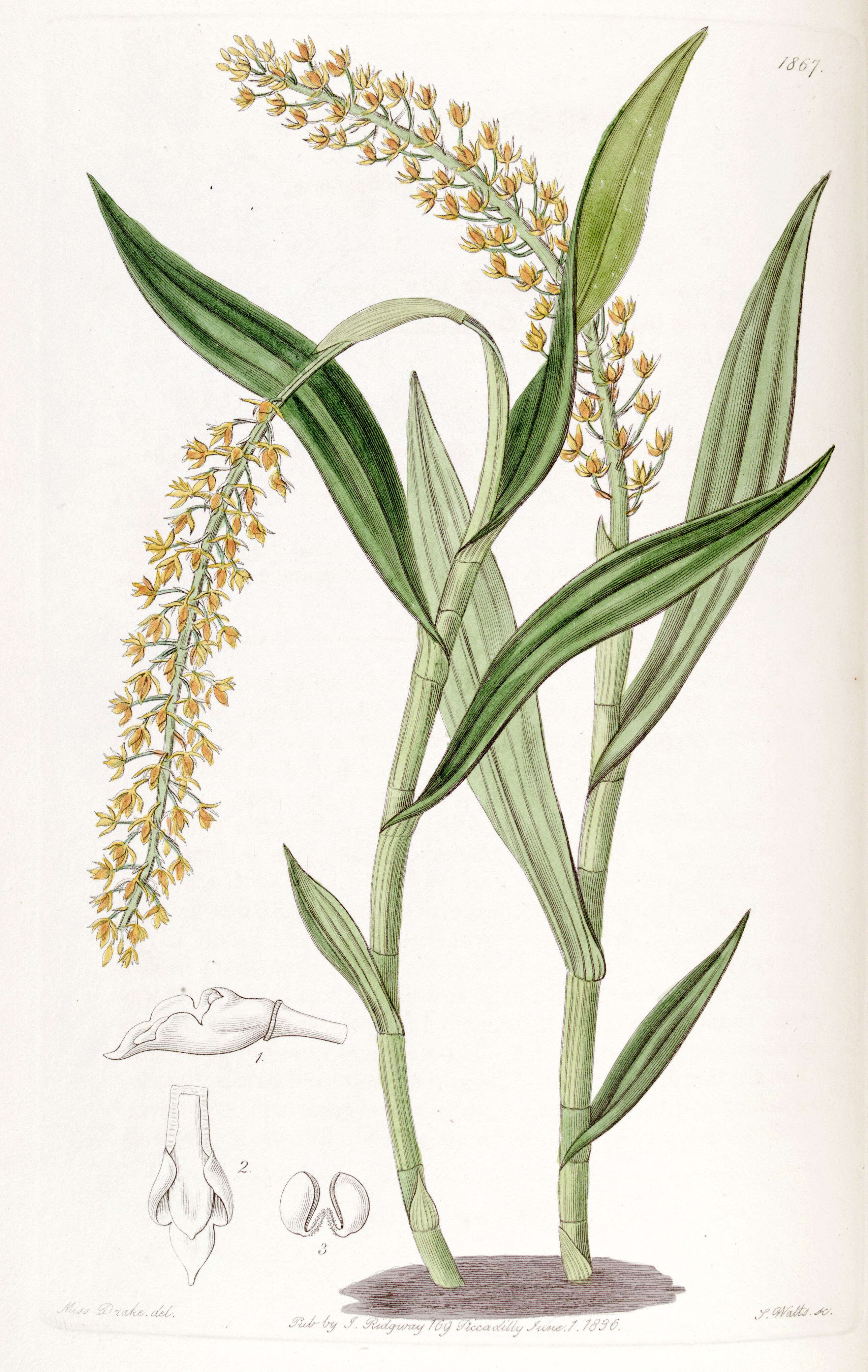 Image of Epidendrum armeniacum Lindl.