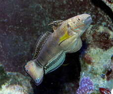 صورة Amblygobius