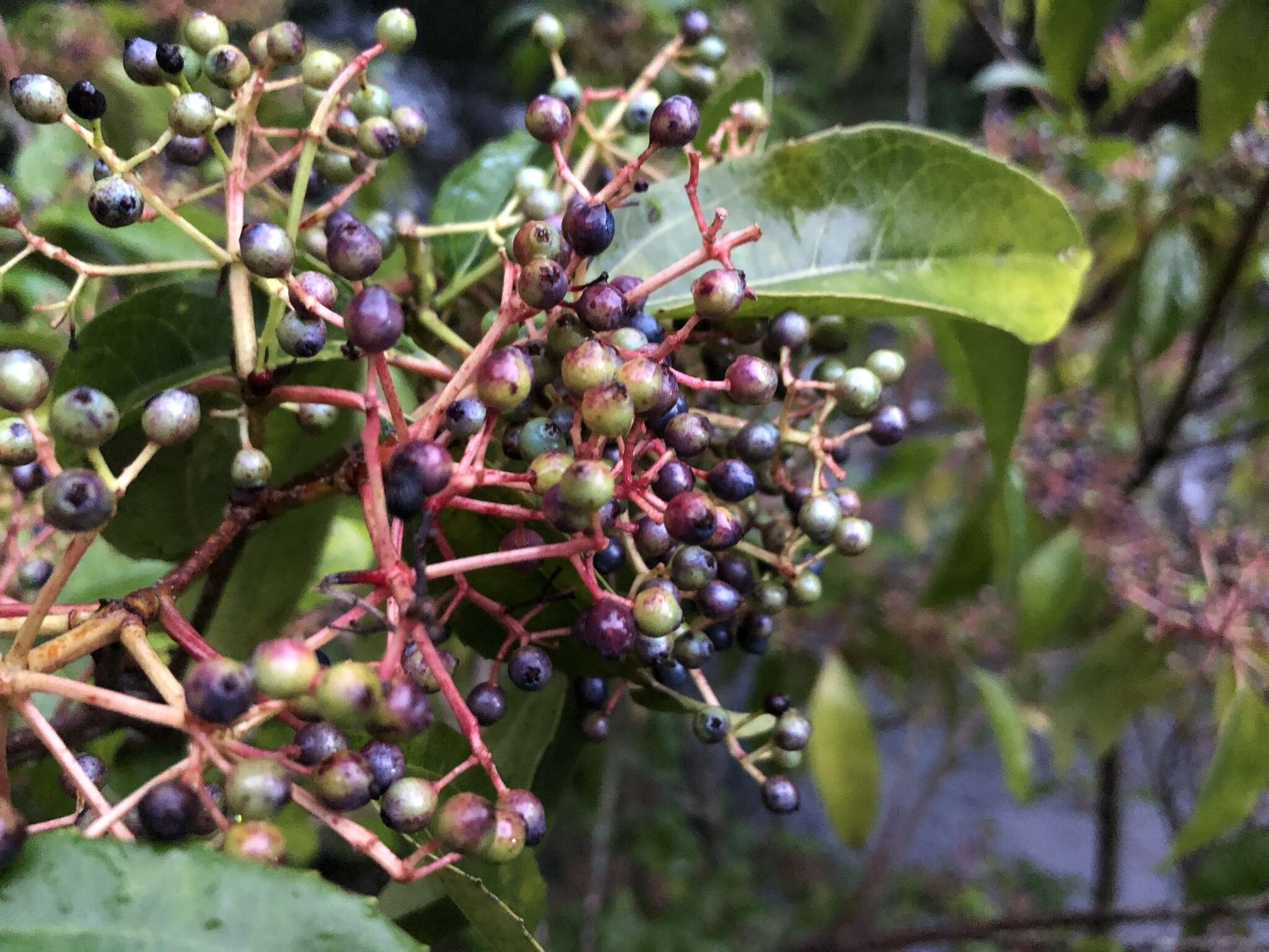 Image of Viburnum propinquum Hemsl.