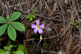 Sivun Oxalis hernandesii kuva