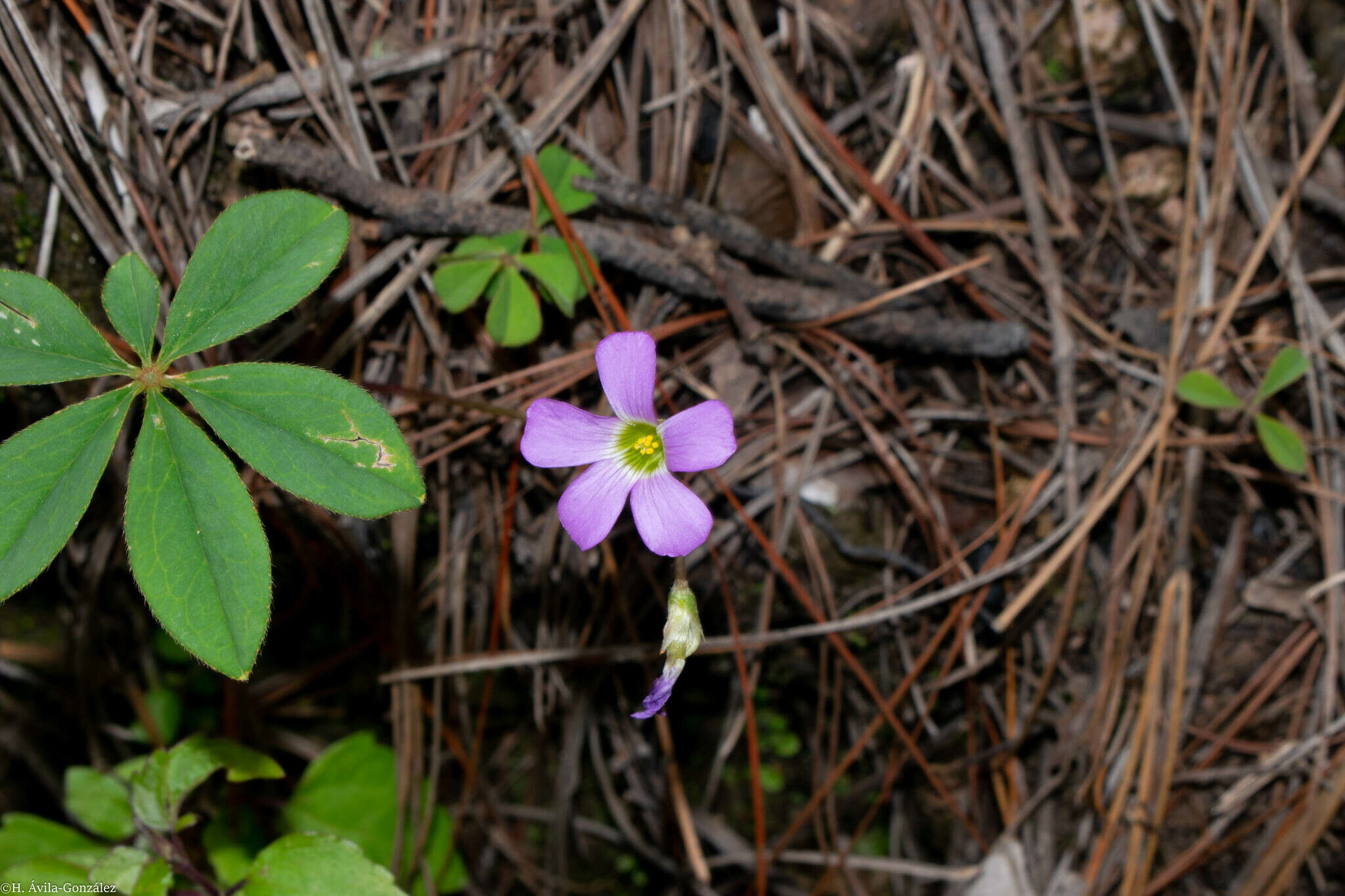 Sivun Oxalis hernandesii kuva