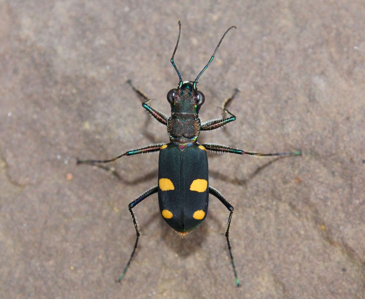 Image of Cicindela (Calochroa) bicolor haemorrhoidalis Wiedemann 1823