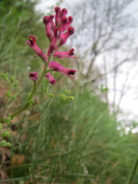 Image of Common Fumitory