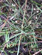 Image of Weeping Grass