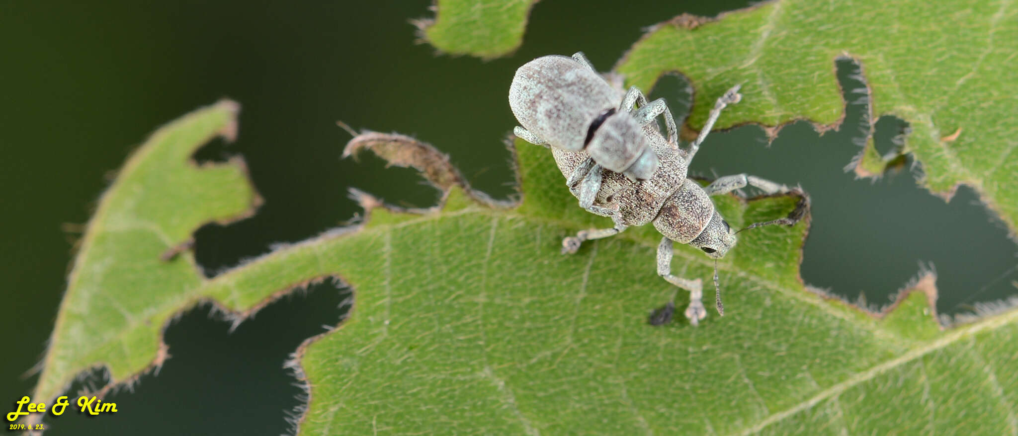 Image of Eugnathus distinctus Roelofs 1873