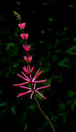 Слика од Erythrina herbacea L.