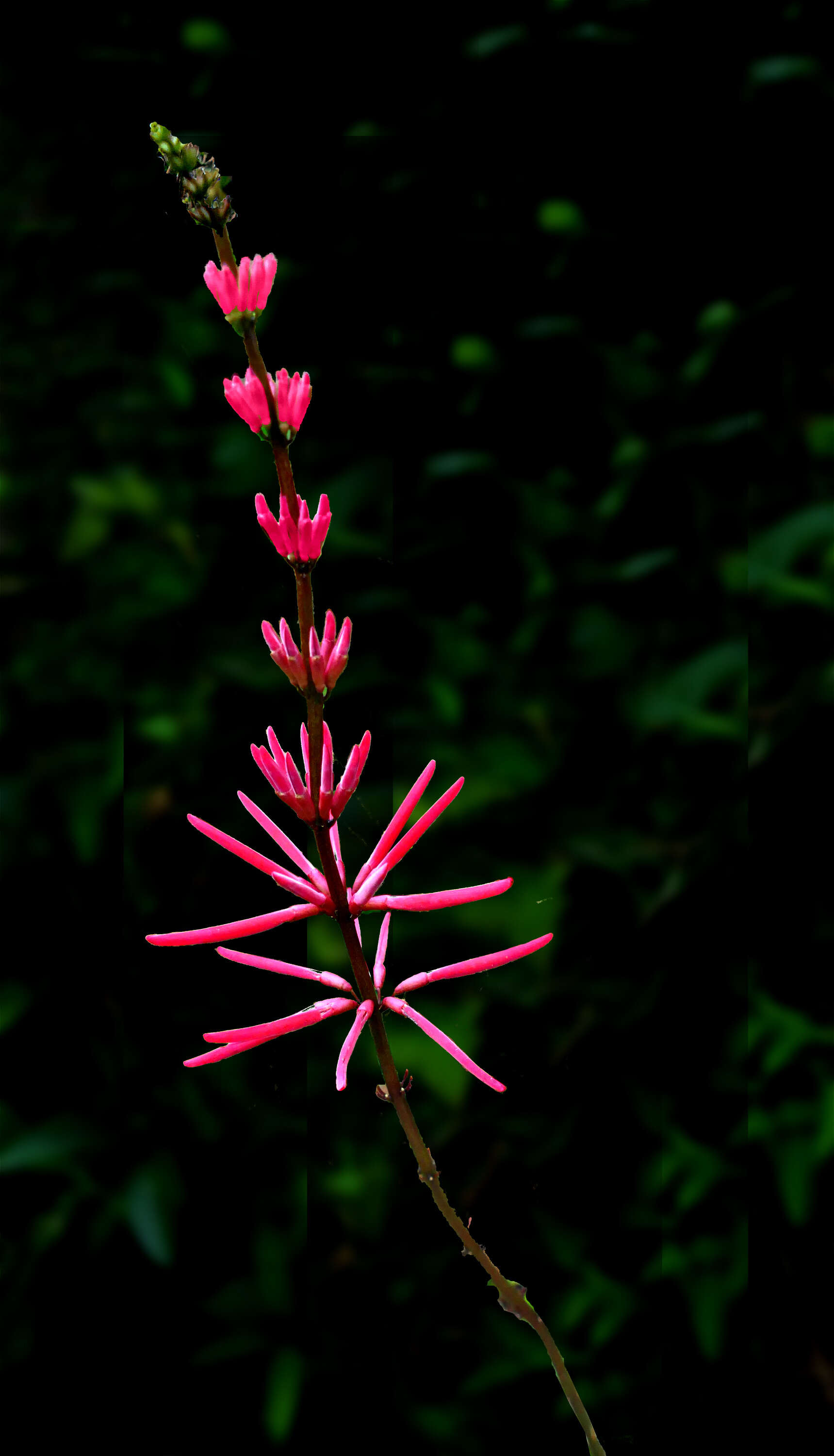 Слика од Erythrina herbacea L.