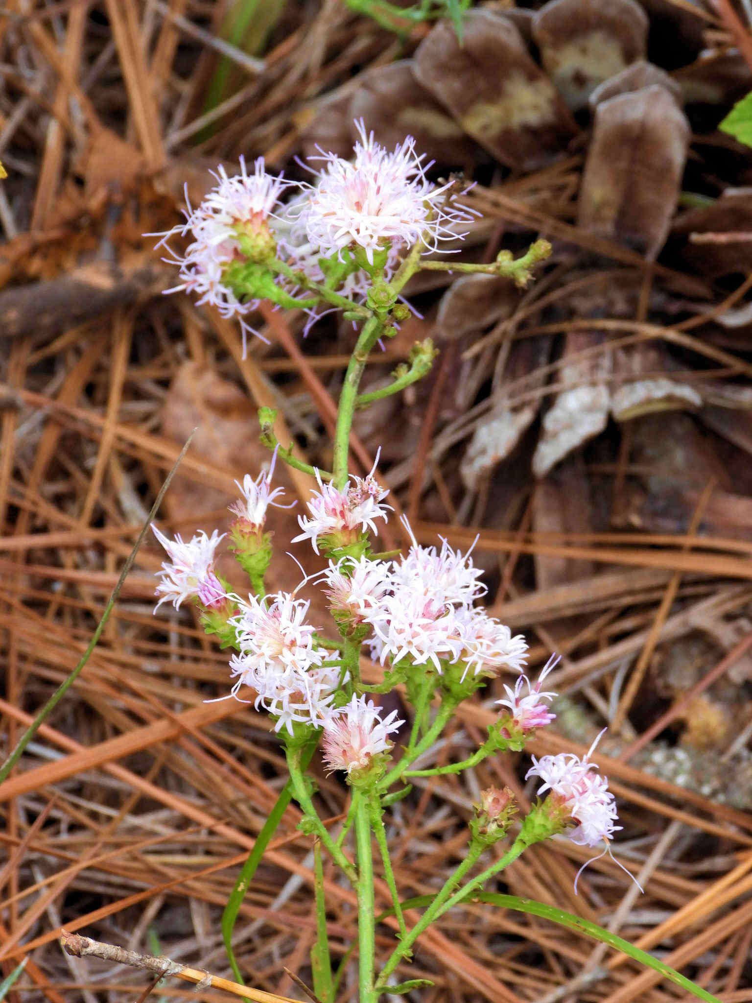 Image of sandywoods chaffhead