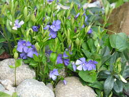 Image of Common Periwinkle