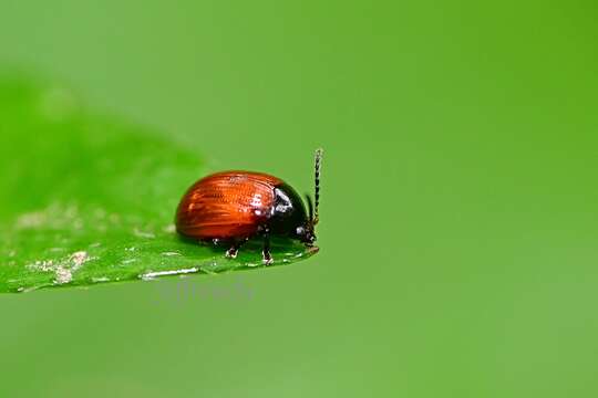 Imagem de <i>Podagricomela nigricollis</i>