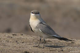 Image of Little Pratincole