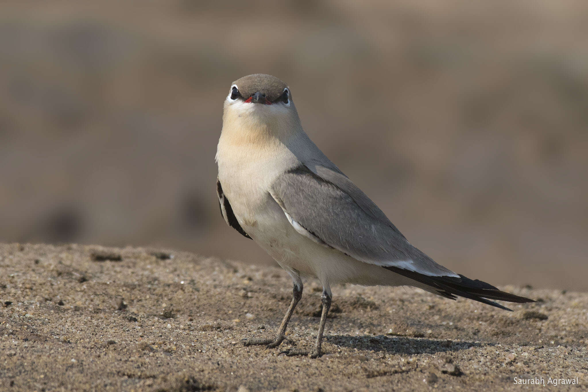 Image of Little Pratincole