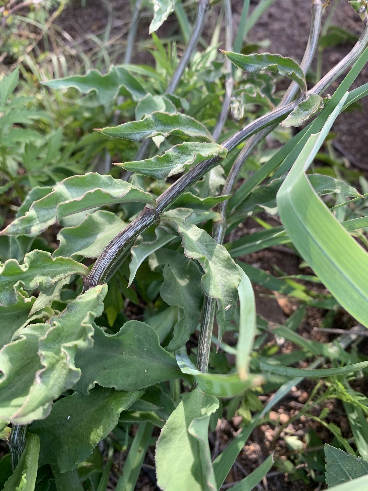 Image of <i>Ceropegia <i>crassifolia</i></i> Schltr. var. crassifolia