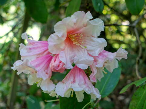 Plancia ëd Rhododendron vernicosum Franch.