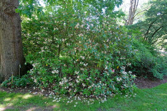 صورة Rhododendron vernicosum Franch.