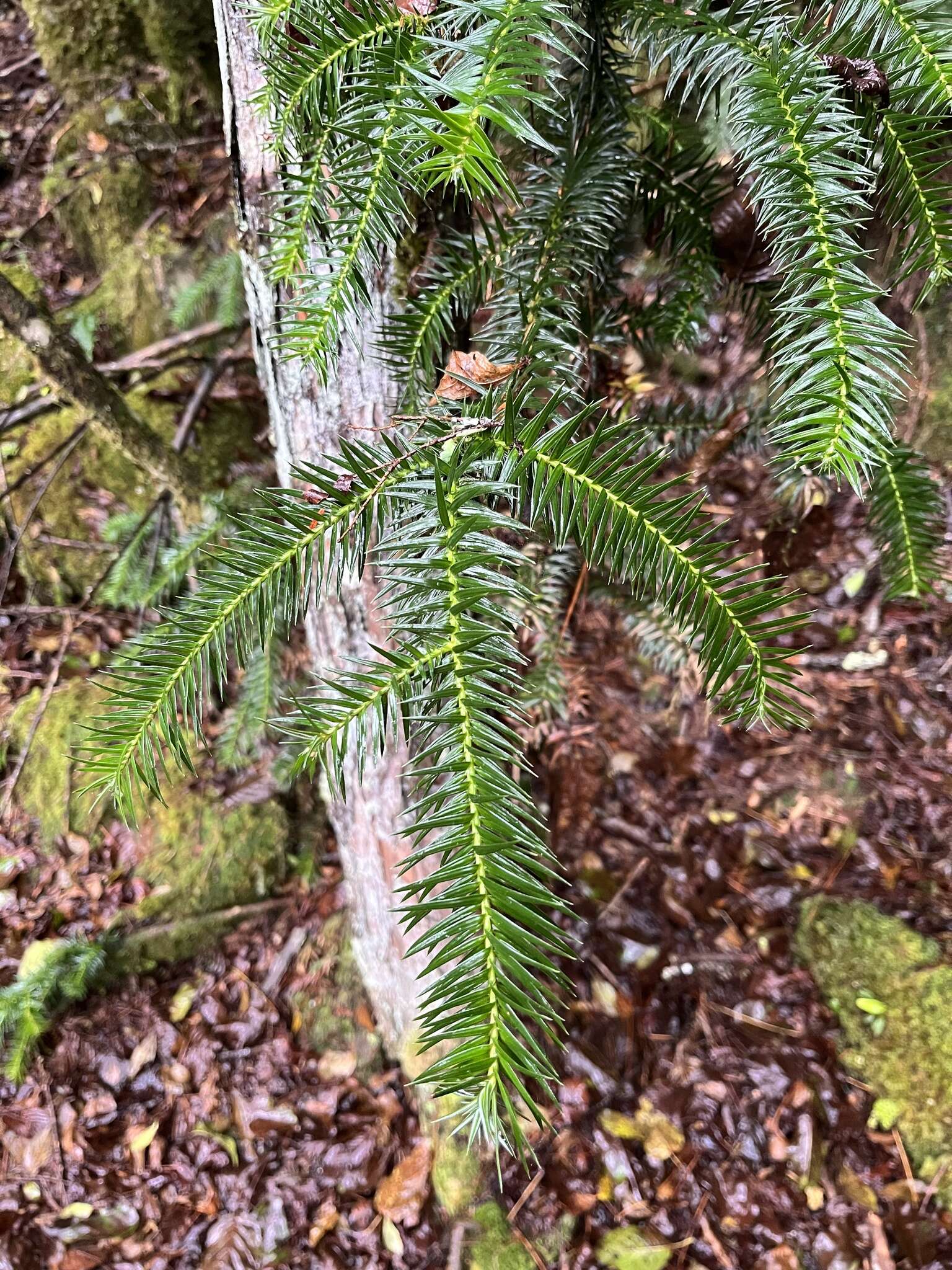 Plancia ëd Cunninghamia konishii Hayata