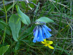 Mertensia longiflora Greene resmi