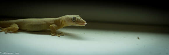 Image of Common House Gecko