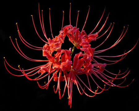 Image of red spider lily