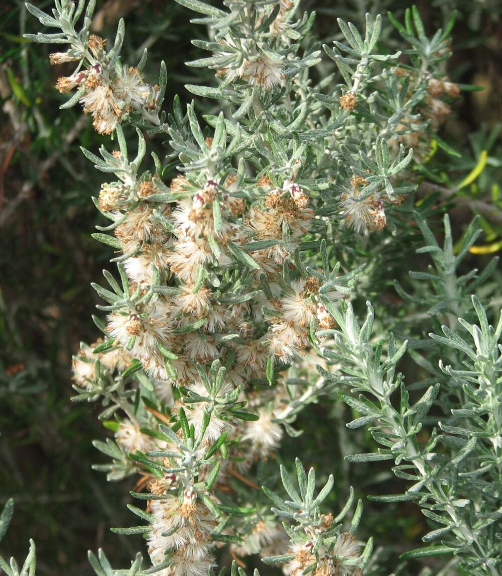 Olearia resmi