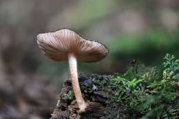 Image of Pluteus perroseus E. Horak 1983