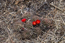 Echinopsis hertrichiana (Backeb.) D. R. Hunt resmi