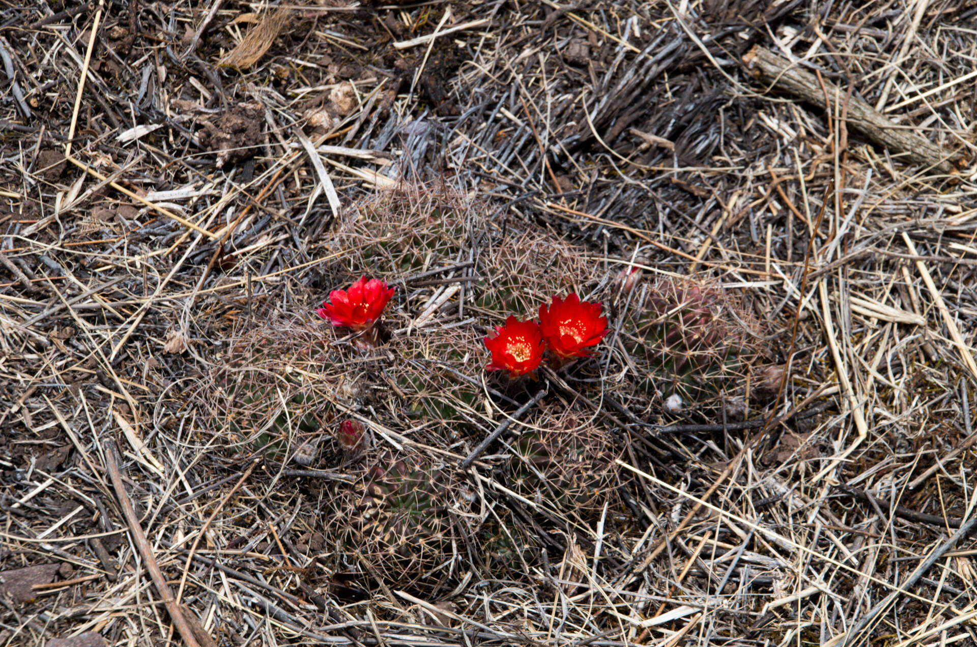 Echinopsis hertrichiana (Backeb.) D. R. Hunt resmi