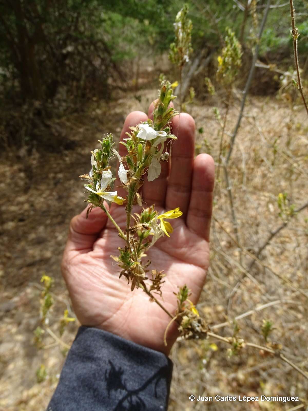 Tetramerium glandulosum Oerst. resmi