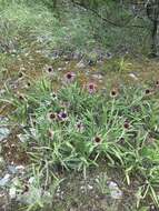 Image of Tennessee purple coneflower