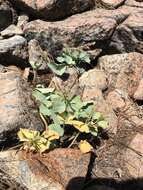 Image de Cardamine pachystigma (S. Watson) Rollins