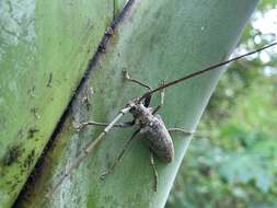 Image of Acalolepta marianarum (Aurivillius 1908)