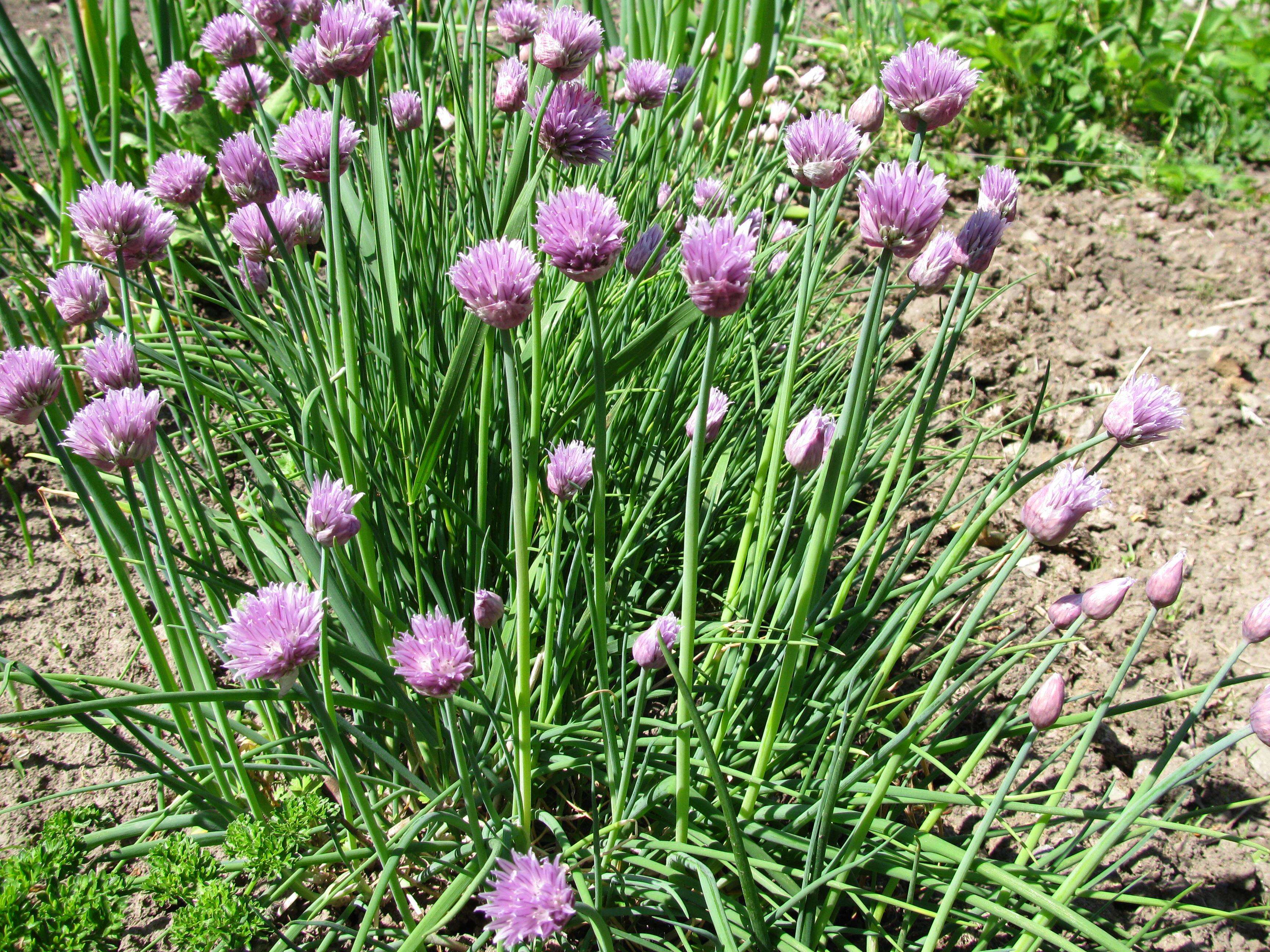 Image of wild chives