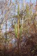 Image of Pilosocereus floccosus subsp. quadricostatus (F. Ritter) Zappi