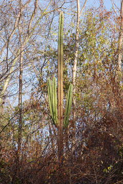 Image of Pilosocereus floccosus subsp. quadricostatus (F. Ritter) Zappi