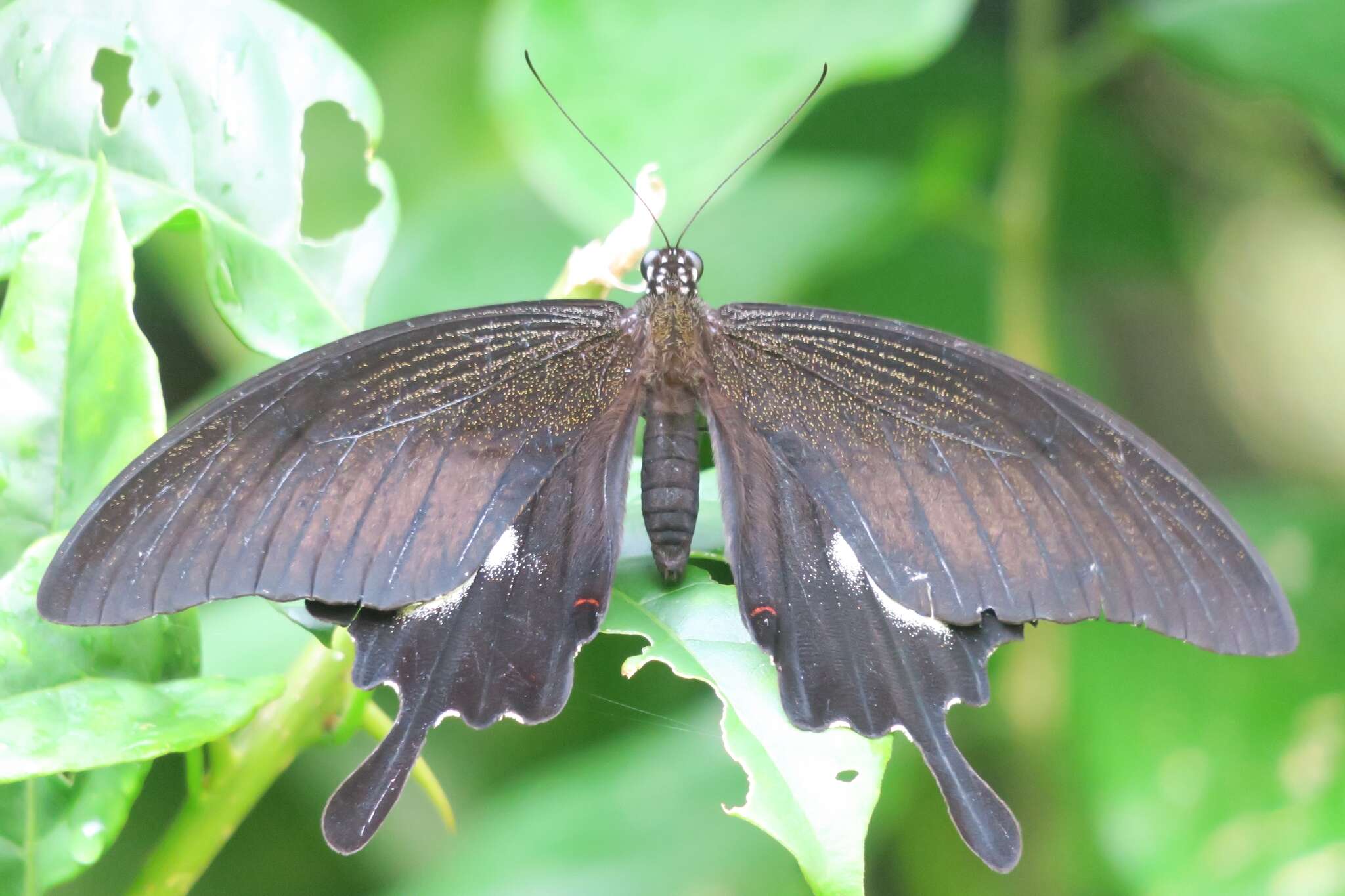 Image of Papilio iswara White 1842