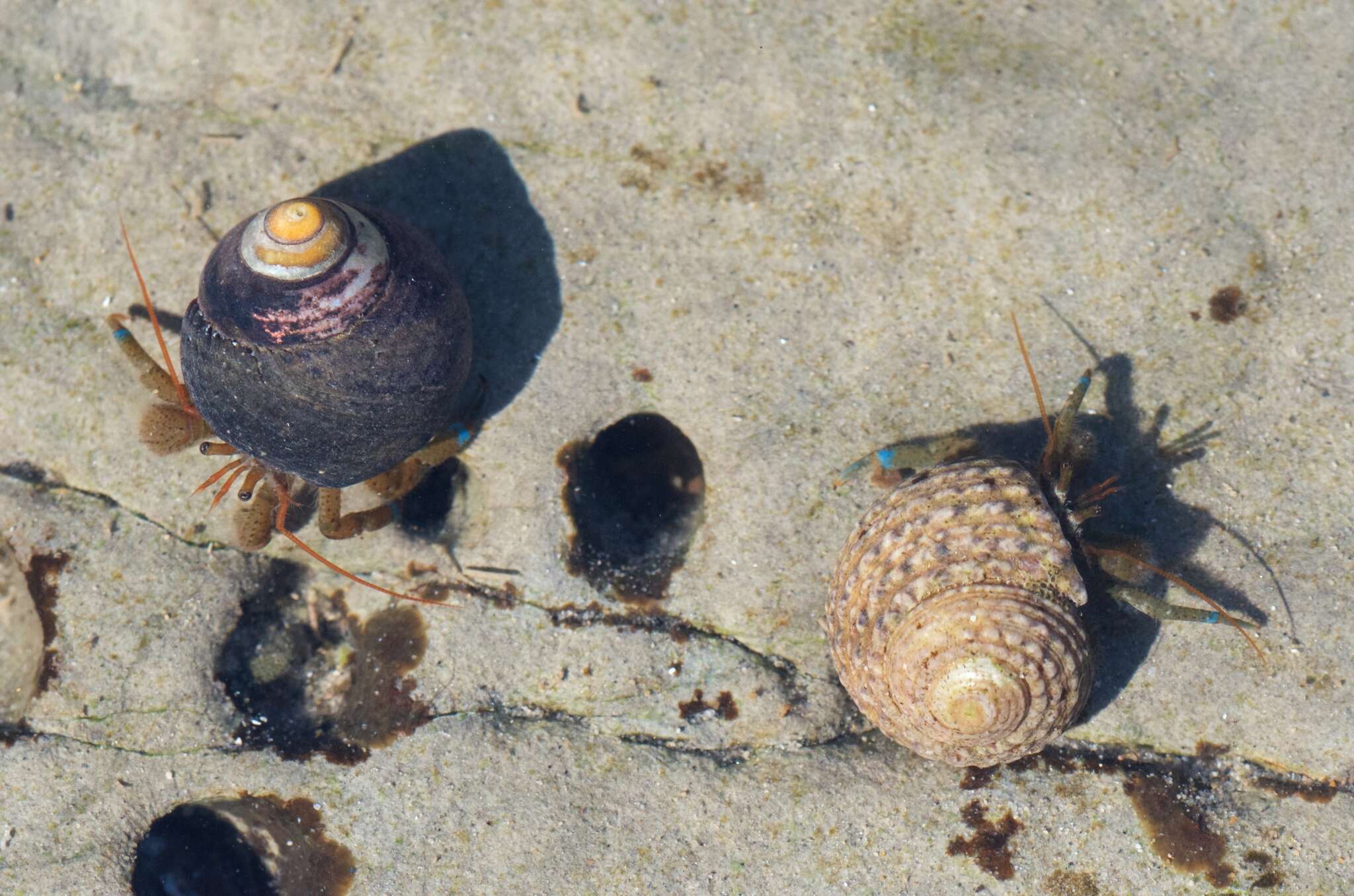 Image of blueband hermit crab