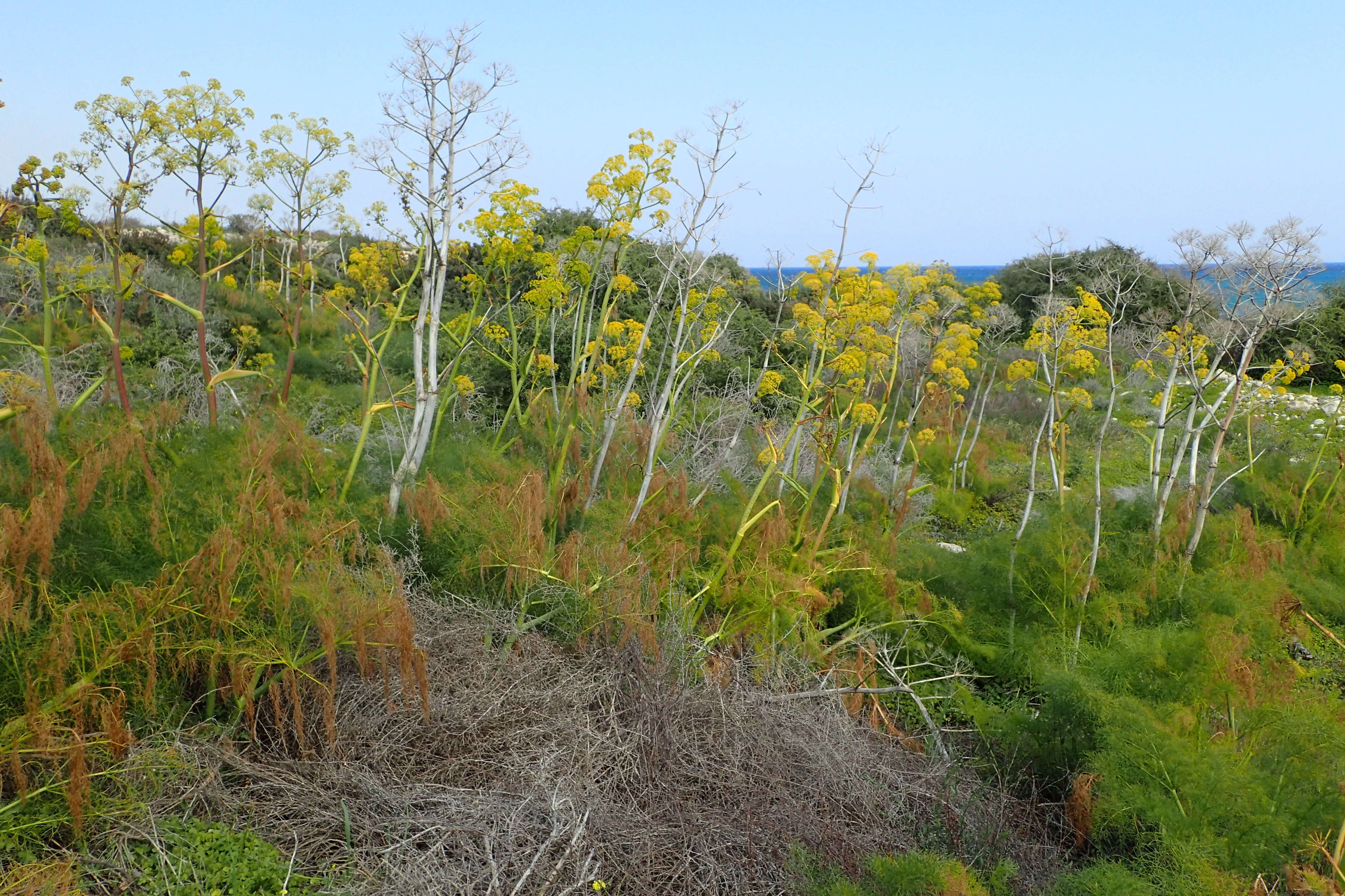 Image of Giant Fennel