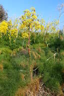 Image of Giant Fennel