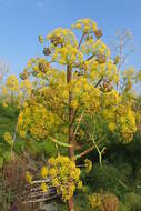 Image of Giant Fennel