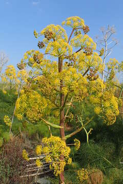 Image of Giant Fennel