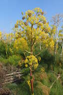 Image of Giant Fennel