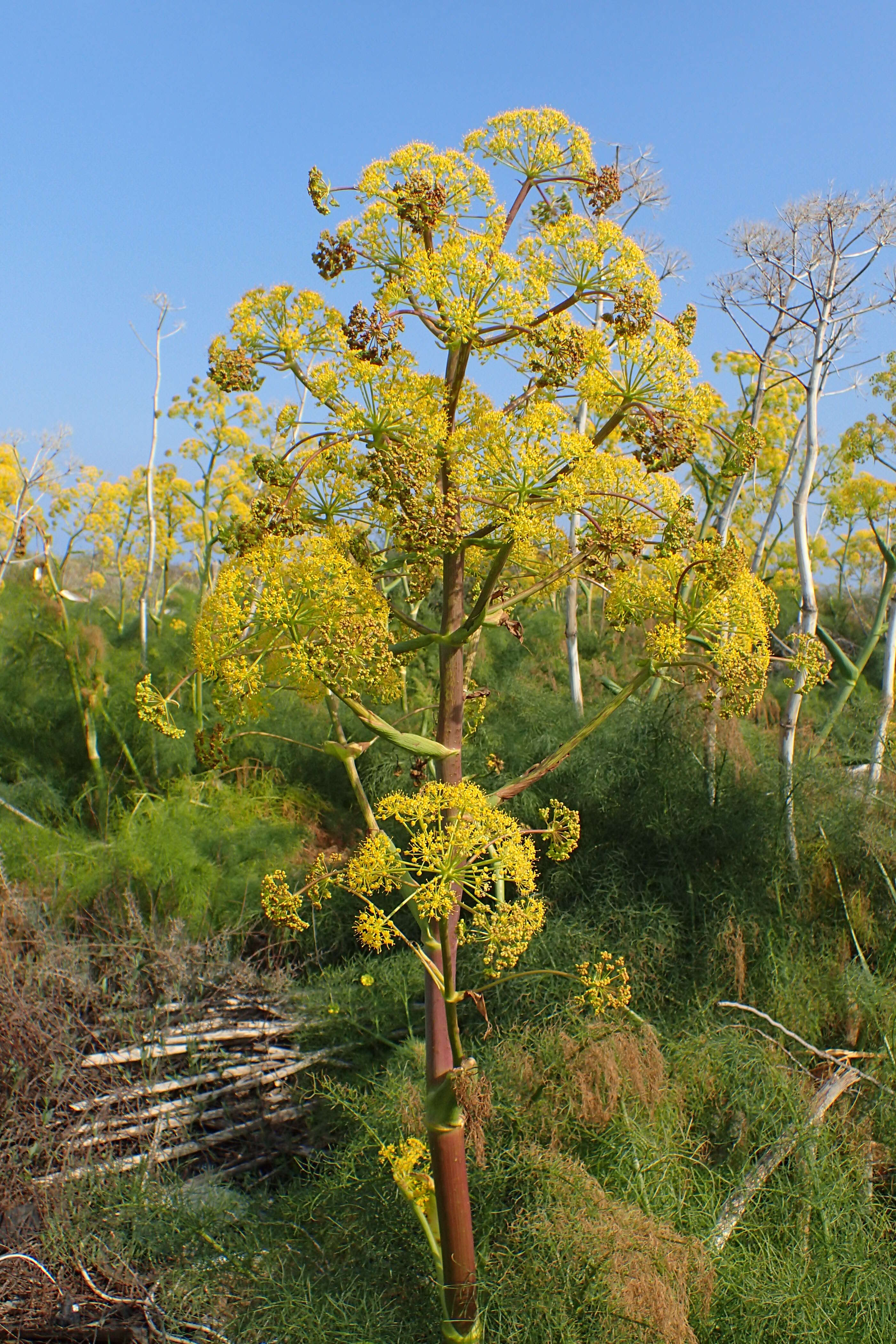 Image of Giant Fennel