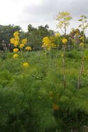 Image of Giant Fennel