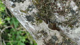 Image of Buff-throated Woodcreeper