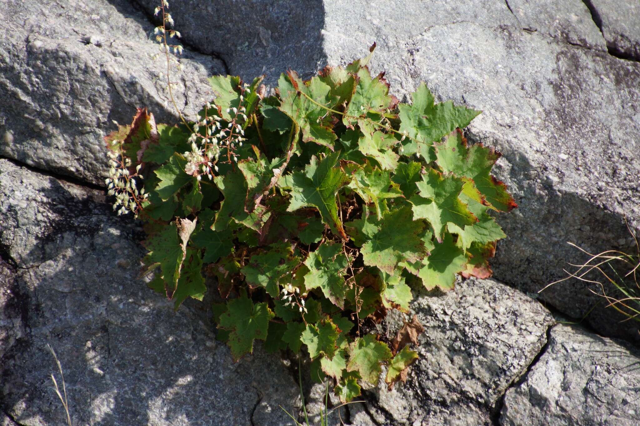 Image of hairy alumroot